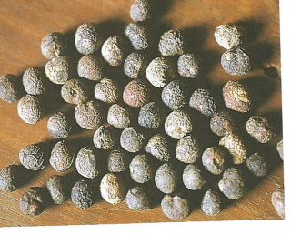 cocculus indicus.jpg